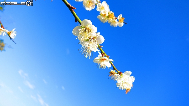 南投賞梅~烏松崙、風櫃斗、牛稠坑