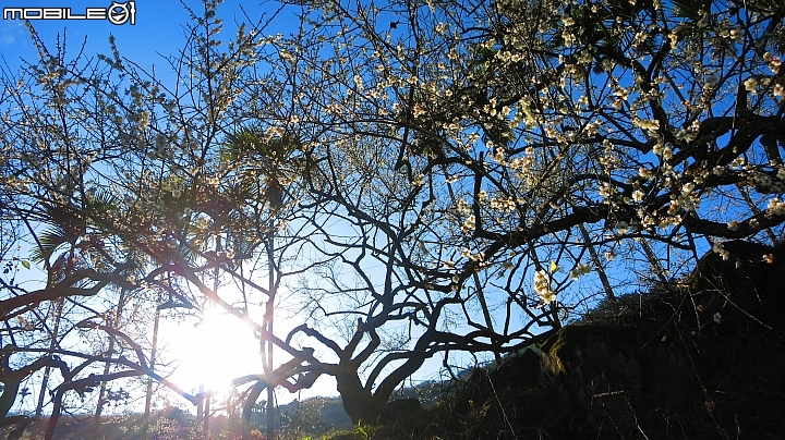 南投賞梅~烏松崙、風櫃斗、牛稠坑