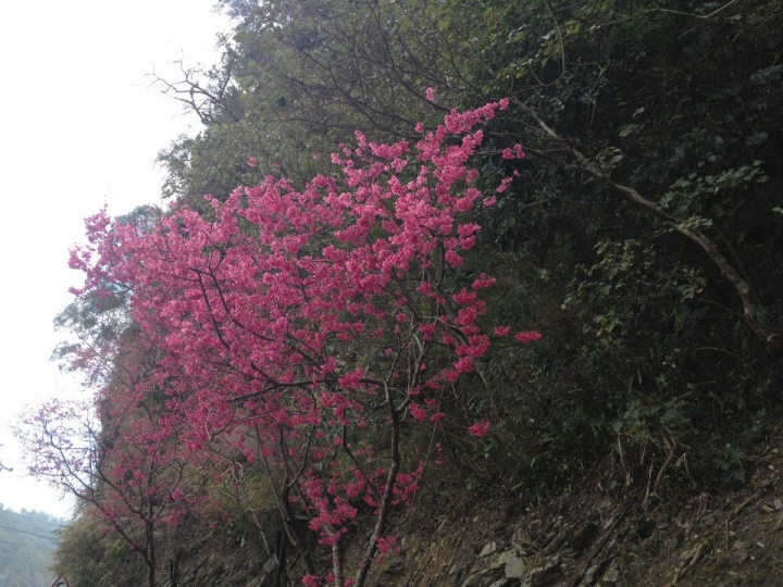 1040202 櫻花樹下 霧台路上 鐵騎好漢 誰能稱王