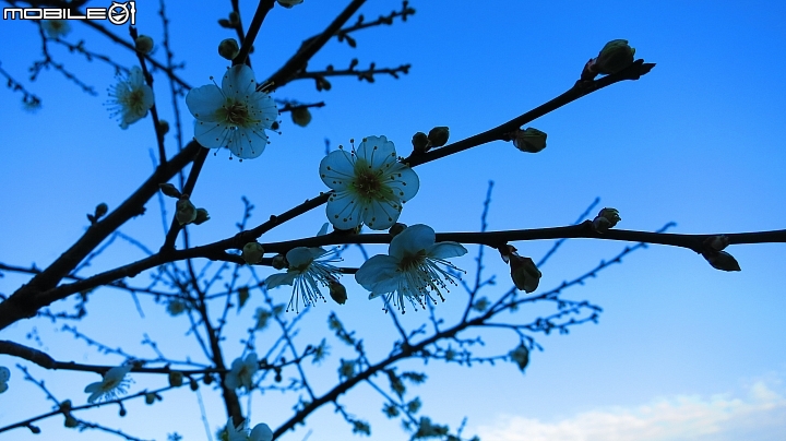 南投賞梅~烏松崙、風櫃斗、牛稠坑