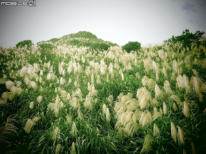 忙芒茫~茶壺山、不厭亭、五分山..經典208