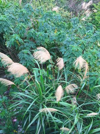 新年愛加倍樹林後花園賞櫻