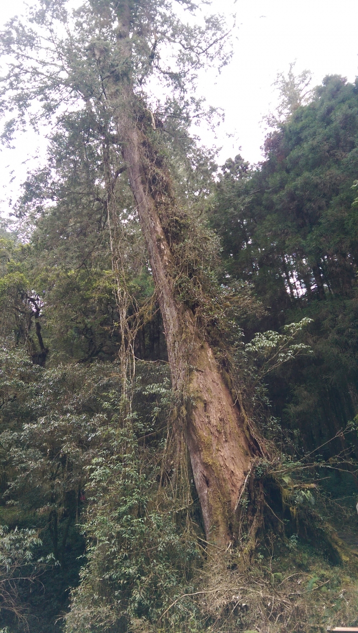 2015/2/20-21阿里山機車露營