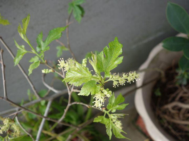 多種不知名植物, 跪求達人幫忙