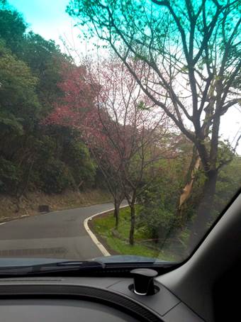 新年愛加倍樹林後花園賞櫻
