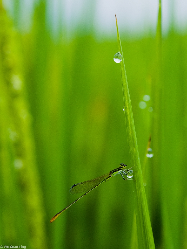 我的Olympus E-M5微距體驗