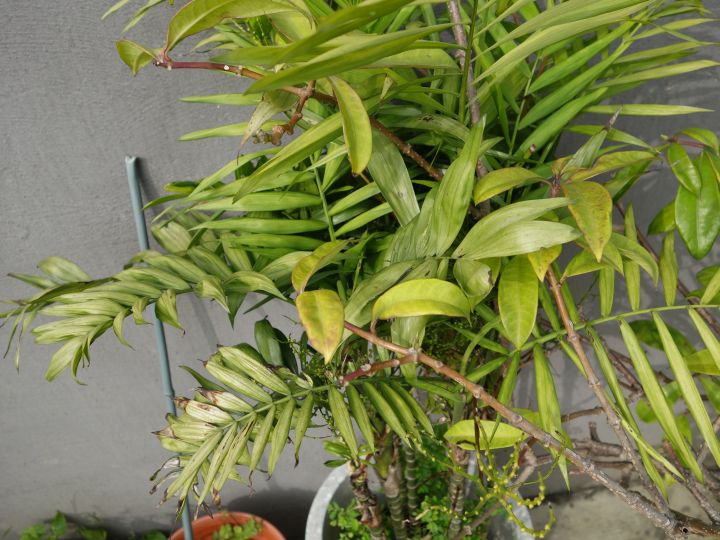 多種不知名植物, 跪求達人幫忙