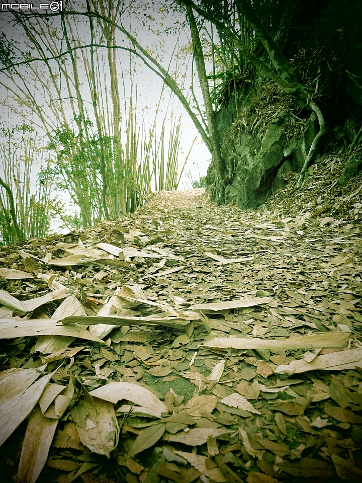 南投賞梅~烏松崙、風櫃斗、牛稠坑