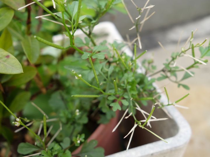 多種不知名植物, 跪求達人幫忙