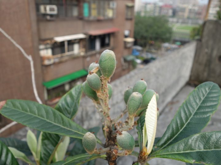 多種不知名植物, 跪求達人幫忙