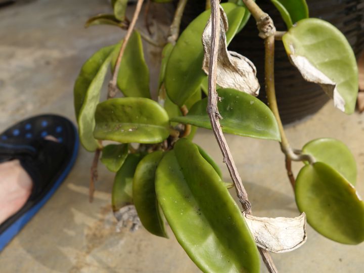 多種不知名植物, 跪求達人幫忙