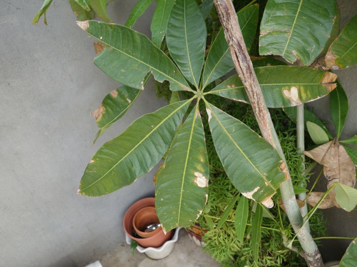 多種不知名植物, 跪求達人幫忙