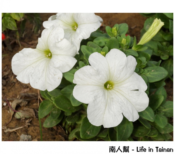 【台南市活動】有小綿羊和飛機的陪伴 # 2015百花祭 水交社公園 #