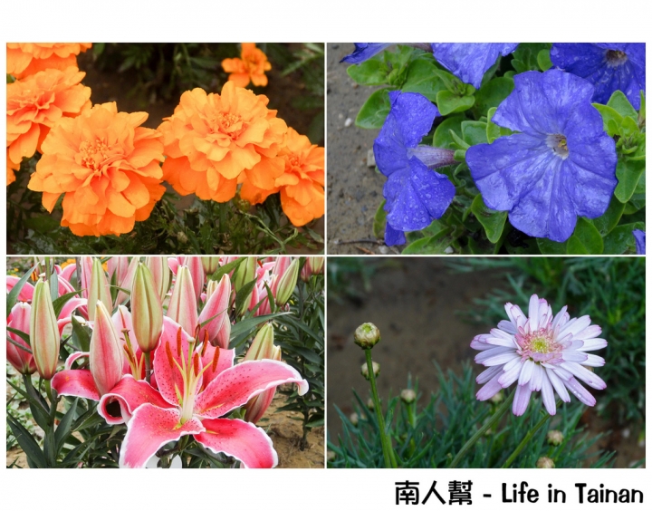 【台南市活動】有小綿羊和飛機的陪伴 # 2015百花祭 水交社公園 #