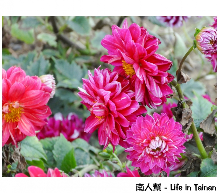 【台南市活動】有小綿羊和飛機的陪伴 # 2015百花祭 水交社公園 #