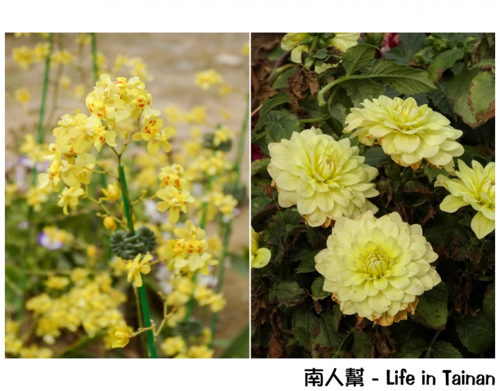 【台南市活動】有小綿羊和飛機的陪伴 # 2015百花祭 水交社公園 #