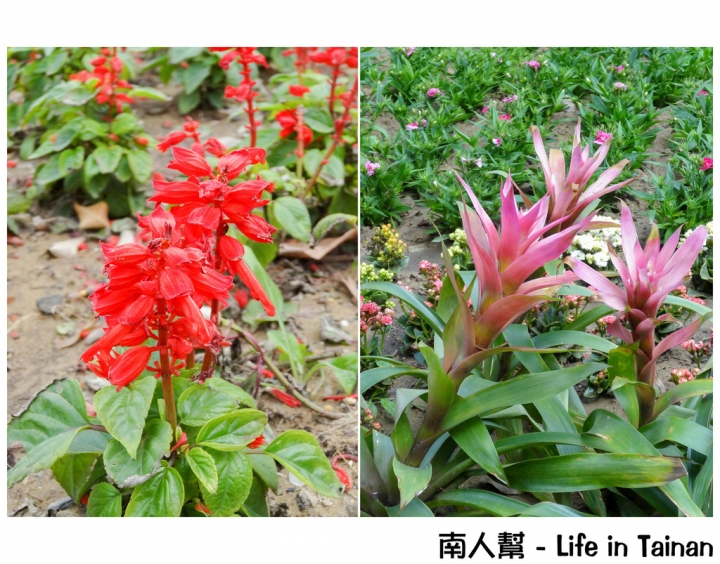 【台南市活動】有小綿羊和飛機的陪伴 # 2015百花祭 水交社公園 #