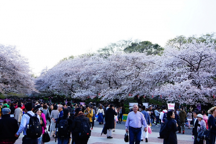 【東京賞櫻】萬頭鑽動的櫻花名見所 100 選~上野公園