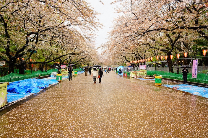 【東京賞櫻】萬頭鑽動的櫻花名見所 100 選~上野公園