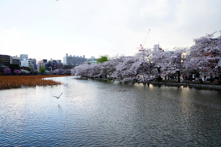 【東京賞櫻】萬頭鑽動的櫻花名見所 100 選~上野公園