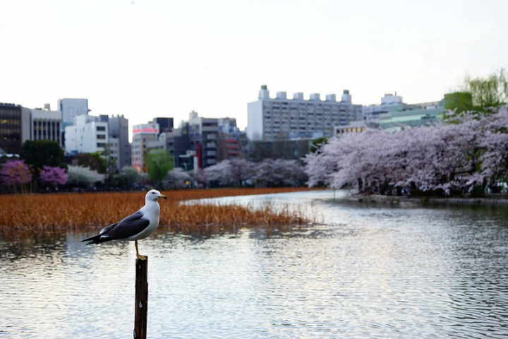 【東京賞櫻】萬頭鑽動的櫻花名見所 100 選~上野公園
