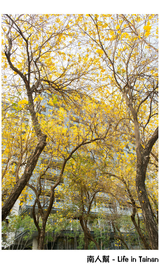 【台南市東區-風景】黃風鈴木(林森路與長榮路口)