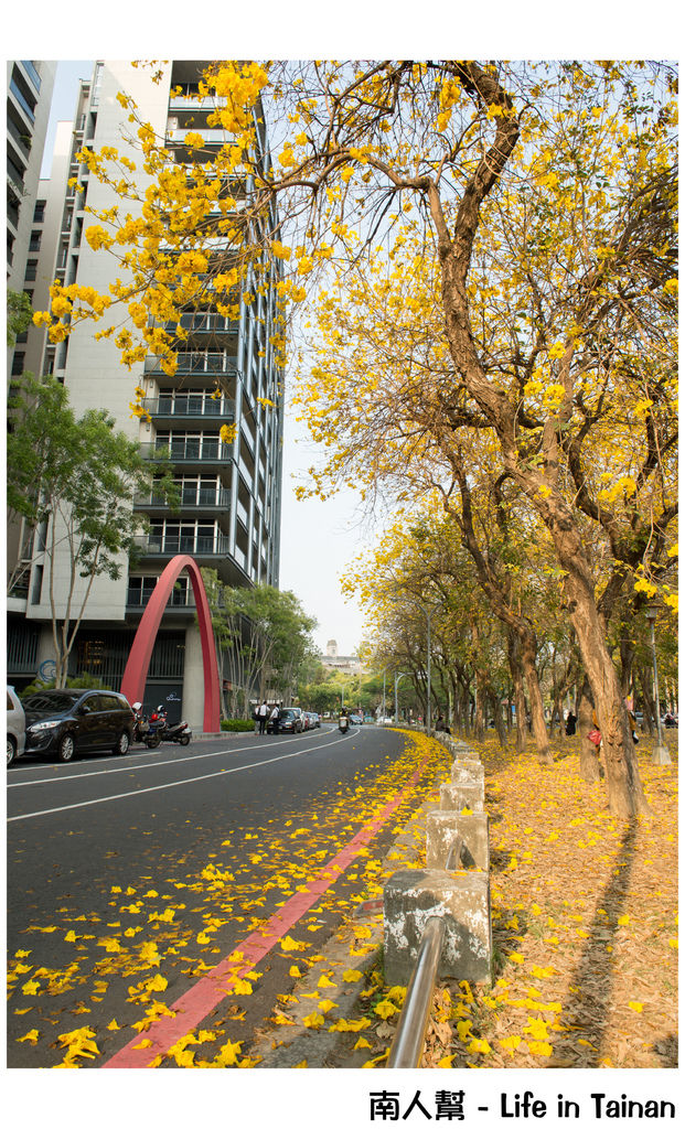 【台南市東區-風景】黃風鈴木(林森路與長榮路口)