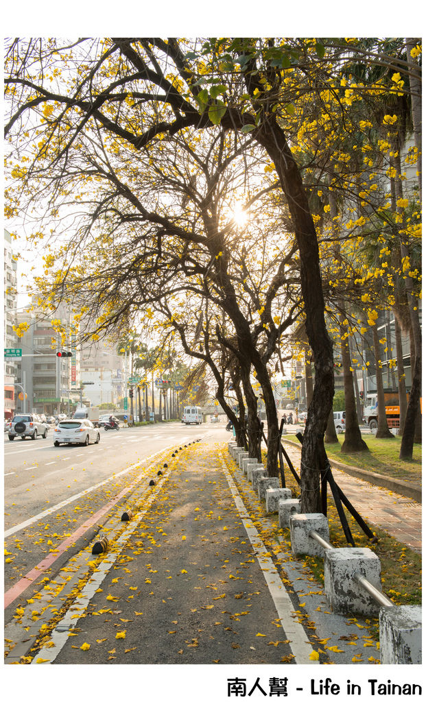 【台南市東區-風景】黃風鈴木(林森路與長榮路口)
