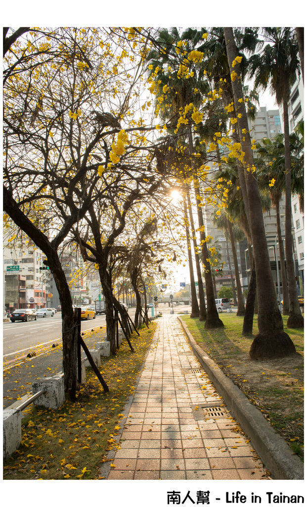 【台南市東區-風景】黃風鈴木(林森路與長榮路口)