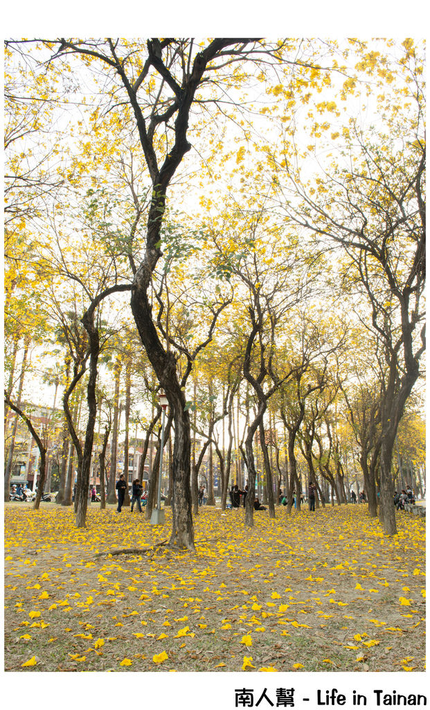 【台南市東區-風景】黃風鈴木(林森路與長榮路口)