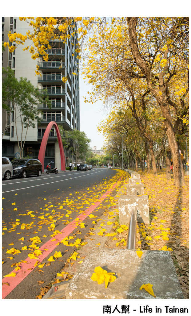【台南市東區-風景】黃風鈴木(林森路與長榮路口)