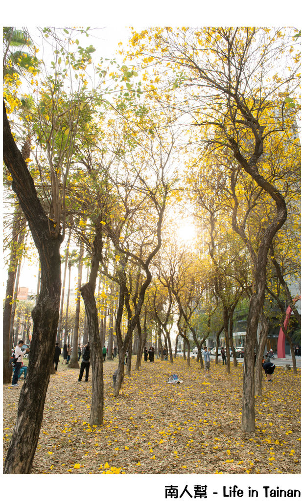 【台南市東區-風景】黃風鈴木(林森路與長榮路口)