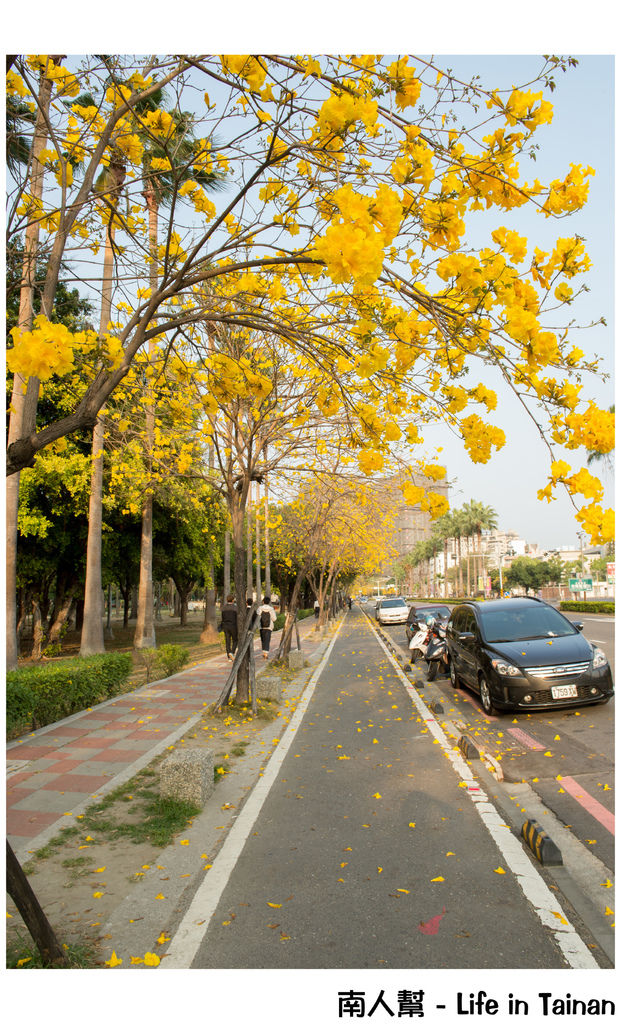 【台南市東區-風景】黃風鈴木(林森路與長榮路口)
