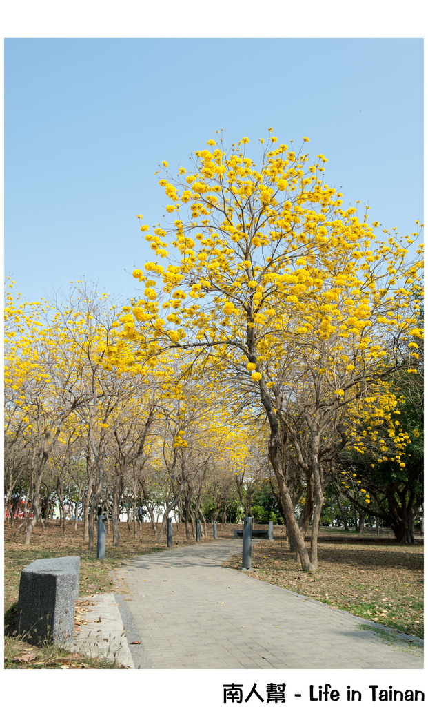 【台南市安平區-公園】億載公園裡花開了# 黃風鈴木.扶桑花.苦楝樹 #