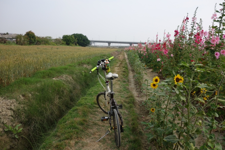 2015年,唸戀學甲之蜀葵花季小旅行,