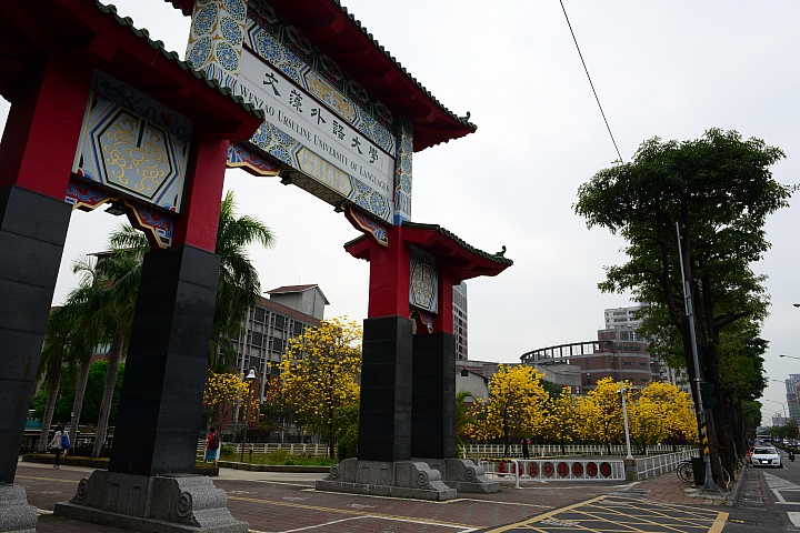 文藻大學黃色風鈴木盛開一整排