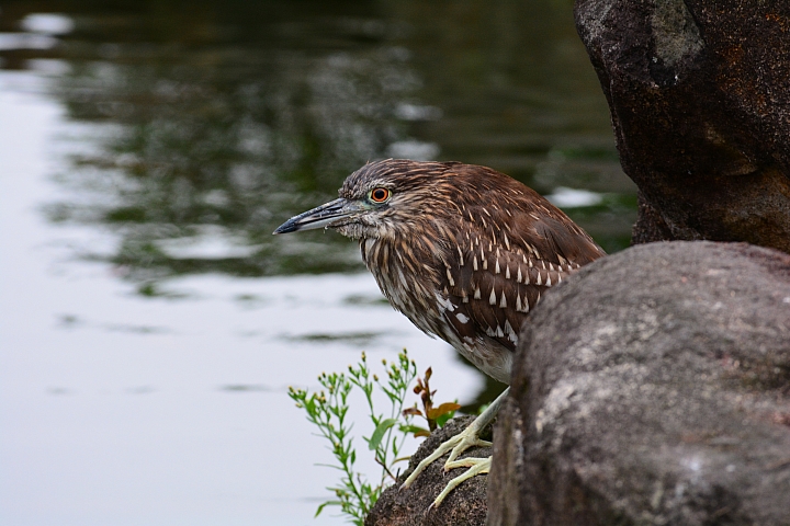 Nikon迷你中望遠變焦鏡‧AF-S DX NIKKOR 55-200mm f/4-5.6G ED VR II