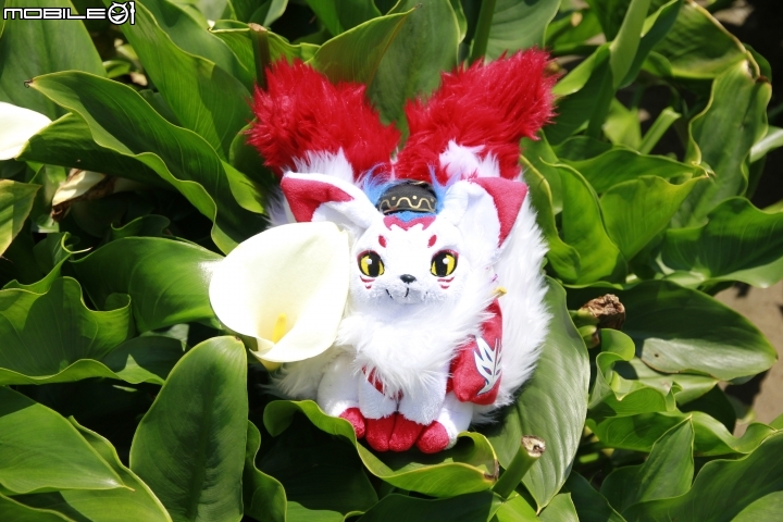 海芋花季一時遊(?)