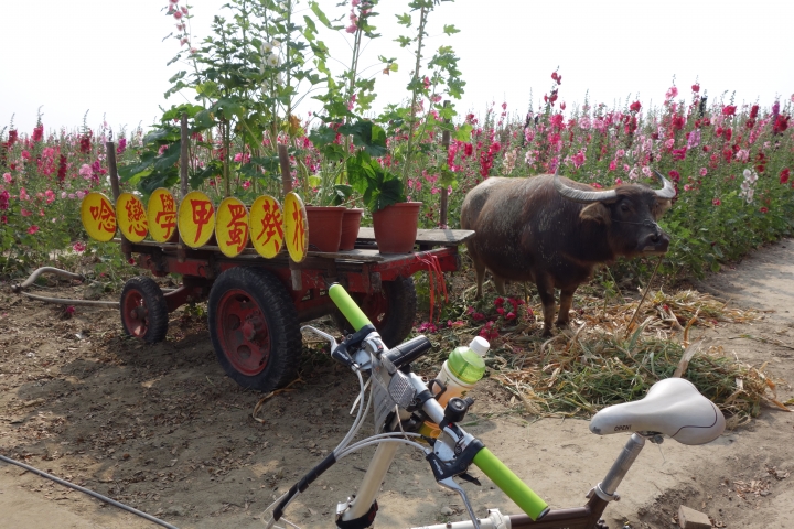 2015年,唸戀學甲之蜀葵花季小旅行,