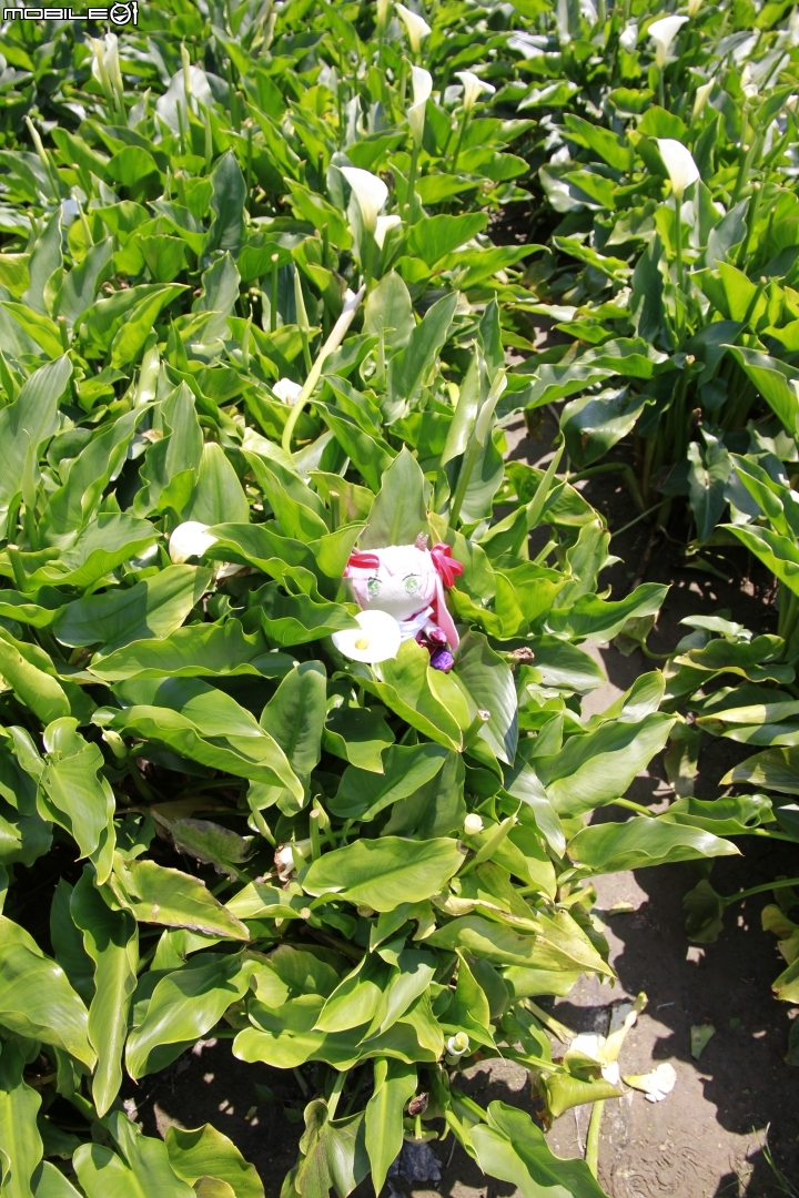 海芋花季一時遊(?)