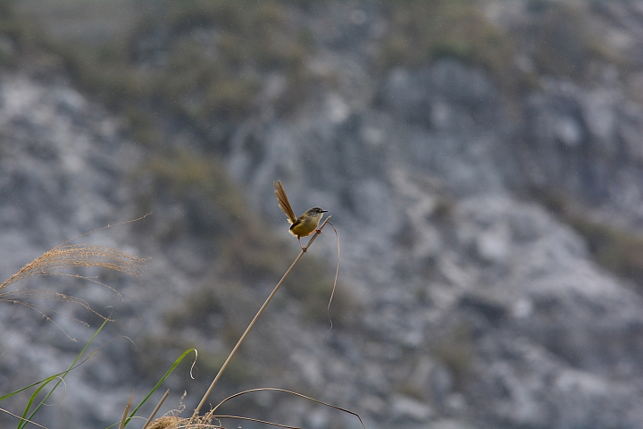Nikon迷你中望遠變焦鏡‧AF-S DX NIKKOR 55-200mm f/4-5.6G ED VR II
