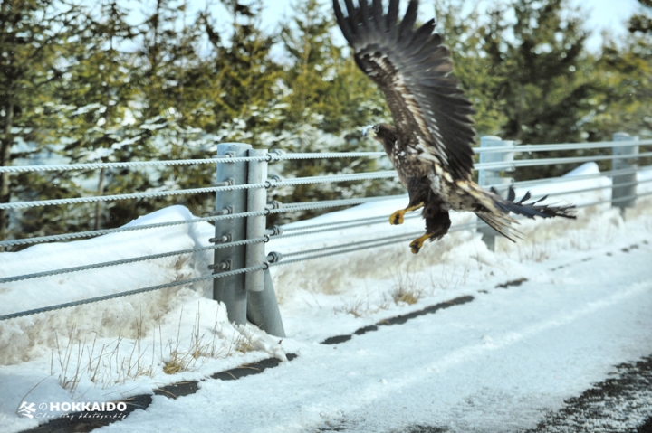 【D750 + D700】2015 冬の北海道~(圖多)