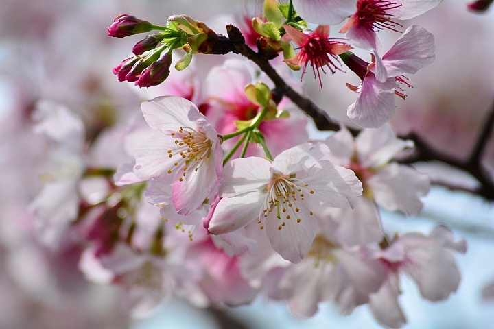 Nikon迷你中望遠變焦鏡‧AF-S DX NIKKOR 55-200mm f/4-5.6G ED VR II