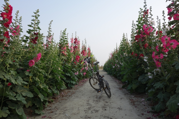 2015年,唸戀學甲之蜀葵花季小旅行,
