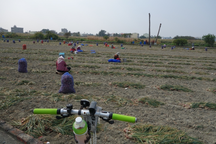 2015年,唸戀學甲之蜀葵花季小旅行,