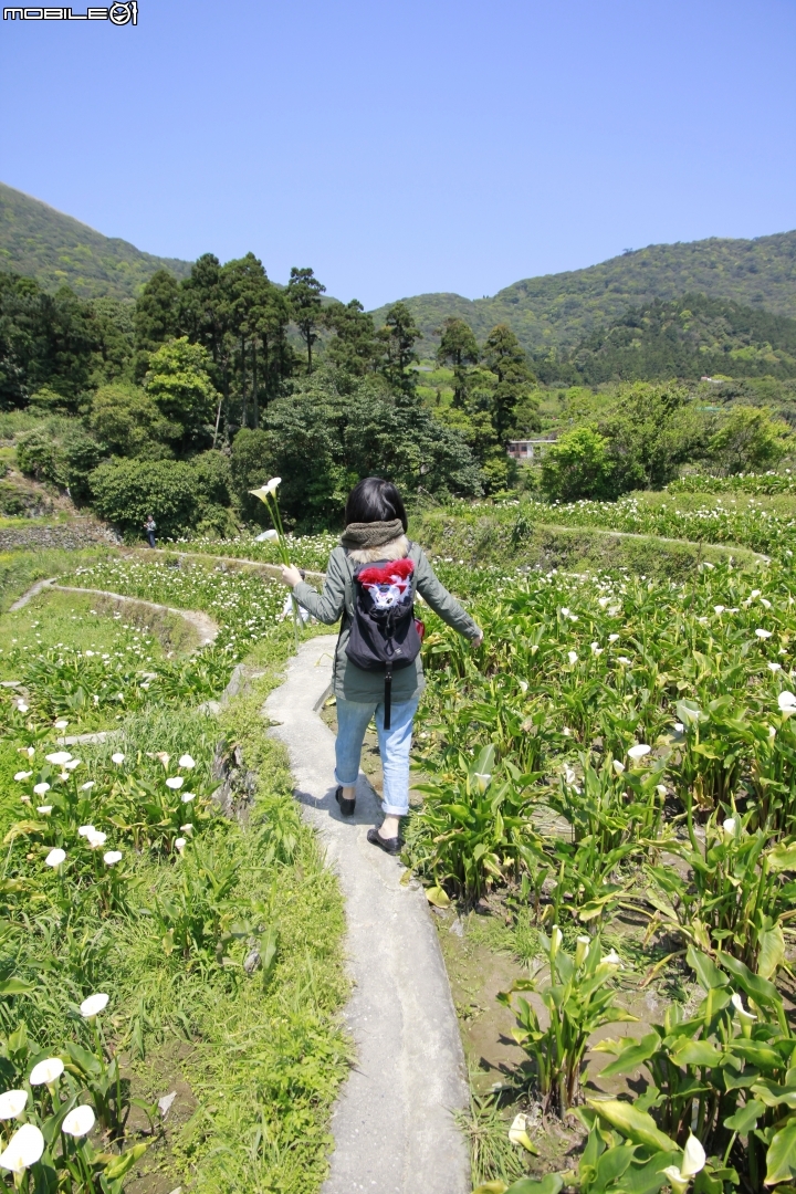 海芋花季一時遊(?)