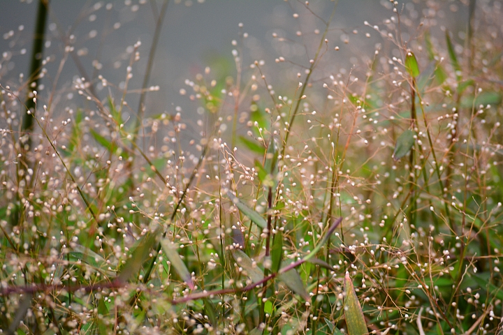 Nikon迷你中望遠變焦鏡‧AF-S DX NIKKOR 55-200mm f/4-5.6G ED VR II