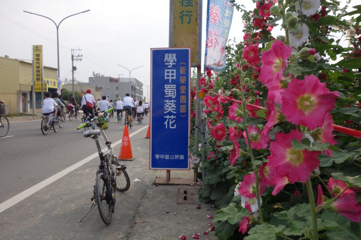 2015年,唸戀學甲之蜀葵花季小旅行,