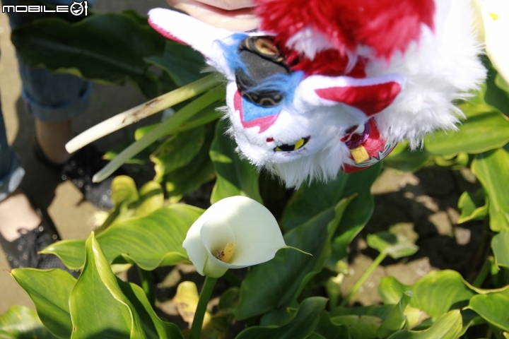 海芋花季一時遊(?)