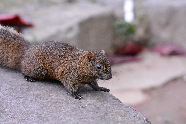 Nikon迷你中望遠變焦鏡‧AF-S DX NIKKOR 55-200mm f/4-5.6G ED VR II